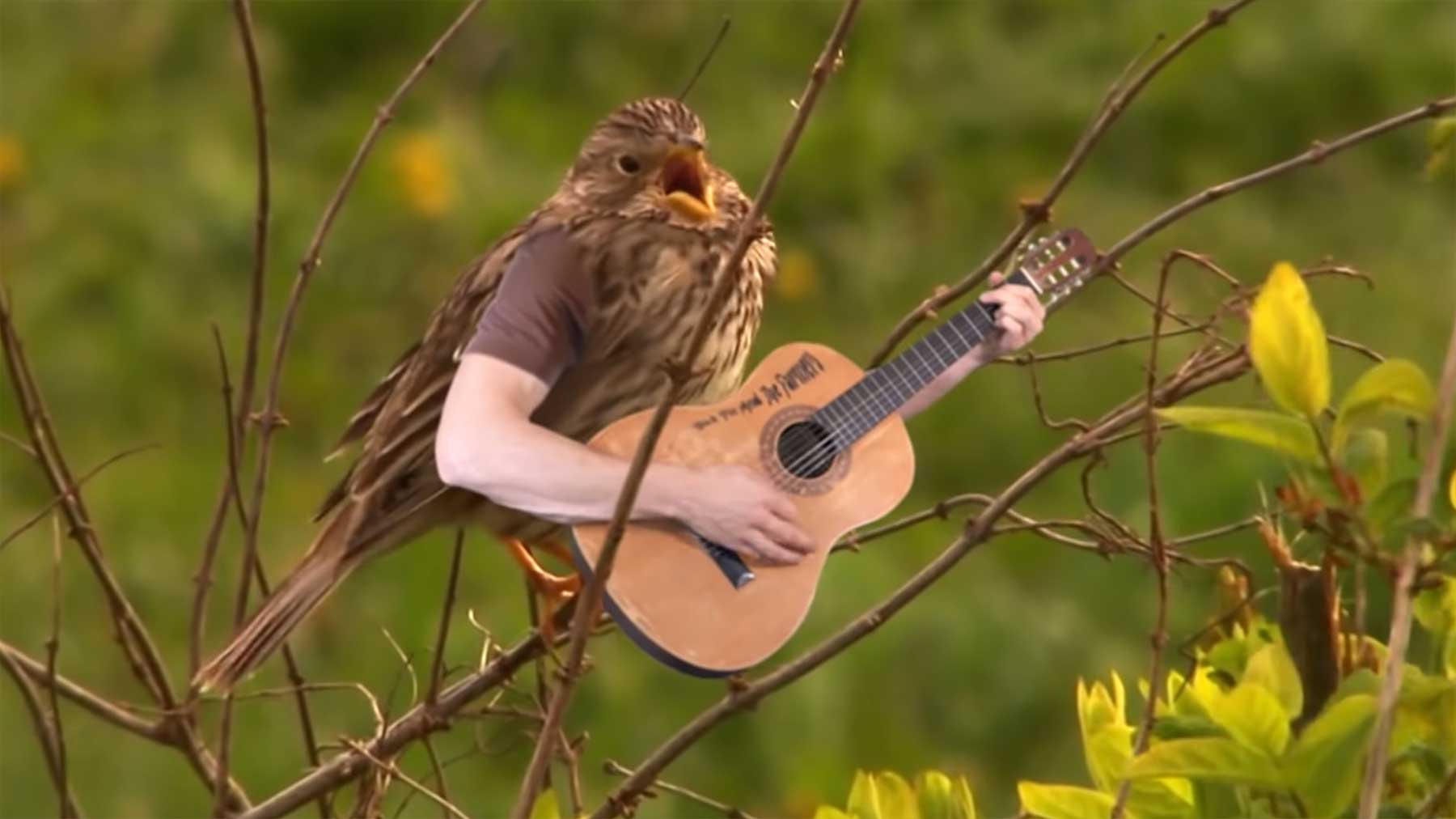 Wenn Vögel Arme hätten…